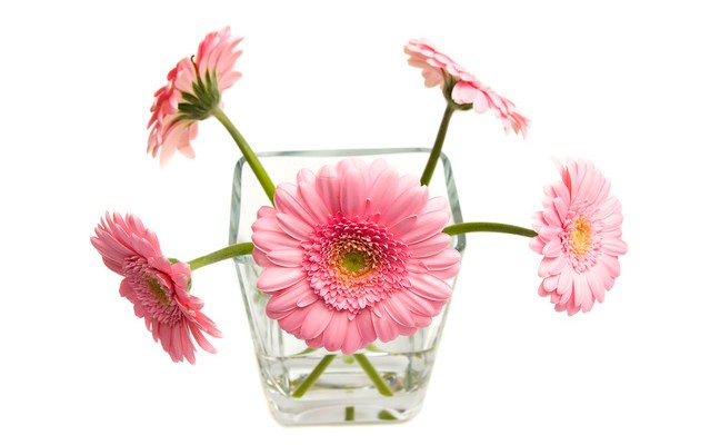 Pink gerbera daisies in a clear glass vase on a white background